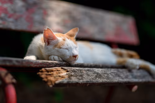 Item #26046832965360609860866363822675472440901155191145999038932145131828799340545 Media