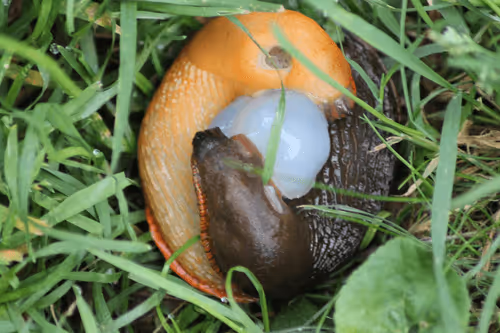 Item #51124555051901614330264480006545612592022390906904121289505624556911166750721 Media