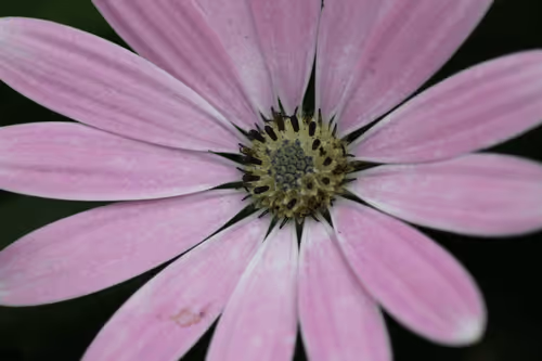 Item #51124555051901614330264480006545612592022390906904121289505624521726794661889 Media