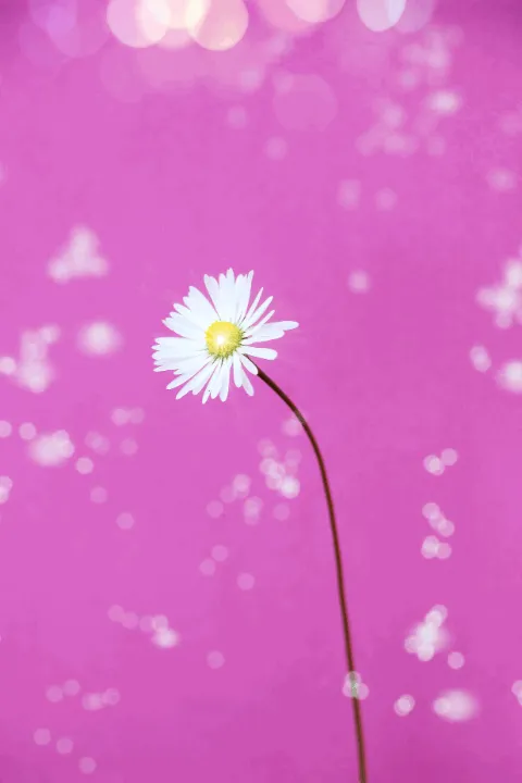 Item #31900271073354632832991890429912638653086322620126594410230774062303294783489 Media