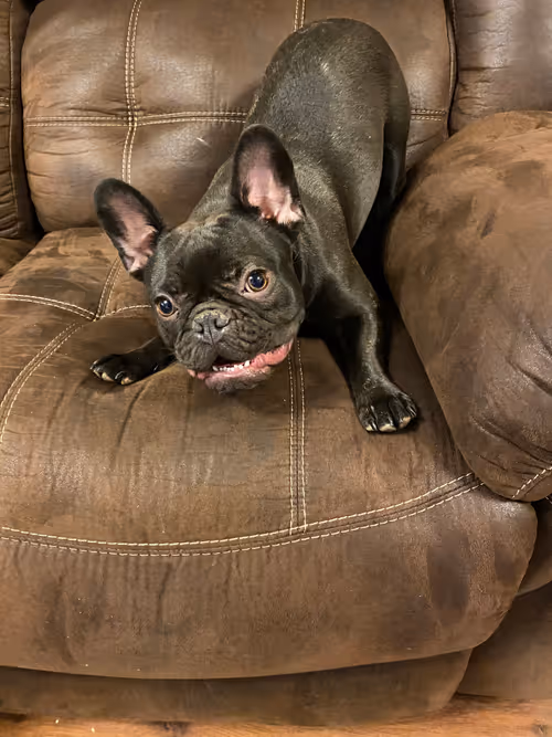 Item #28210365710341293824980667176707081504060512336844491606269525205984603013121 Media