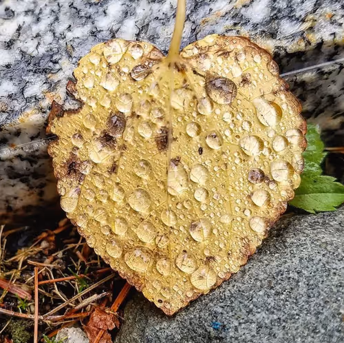 Item #35547100278351488731763920705704692290777172266042510105310327019186520326145 Media