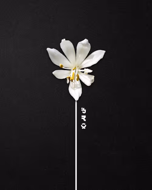 Item #39579845202103003613433969065529984939294887442875588777262424375886130184193 Media