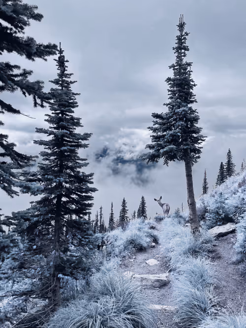 Item #62001089897654043678582796294711651900724303774679820814799839852164924047361 Media