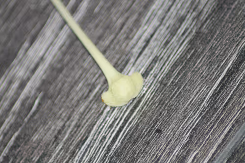 Item #51124555051901614330264480006545612592022390906904121289505624510731678384129 Media