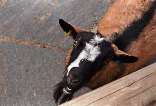 Item #57637116358880253355532068744553761348927083548438341170009746226369334870017 Media