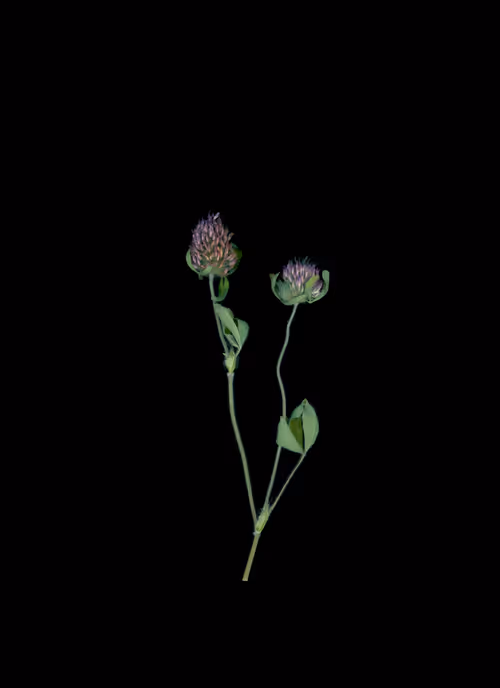 Item #58883327943218482885511625451962166109229848641575055586606686581743322923009 Media