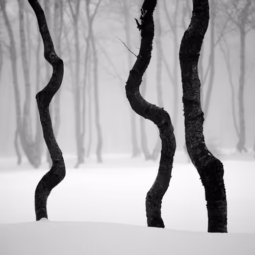 Item #101547054933813335062644925459541226737619958059144835271274916333337551306753 Media