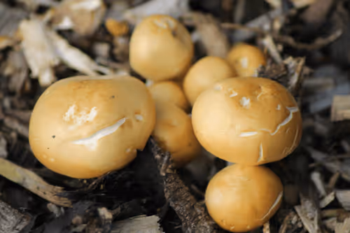 Item #51124555051901614330264480006545612592022390906904121289505624528323864428545 Media