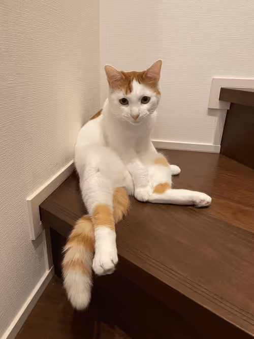 Item #57432309319676179700798702069366385585354272226932054472084541890257846534145 Media