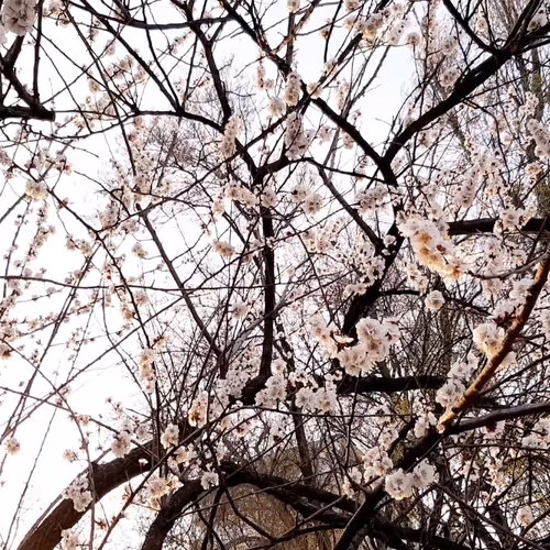 Item #16964895045191086691836525954255352035824775810036846025640728190314394681345 Media