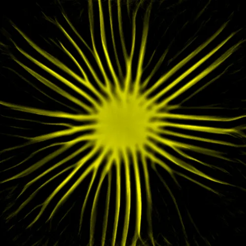 Item #51929734946411346289540790635765095060363125039145709683616697056202147758081 Media