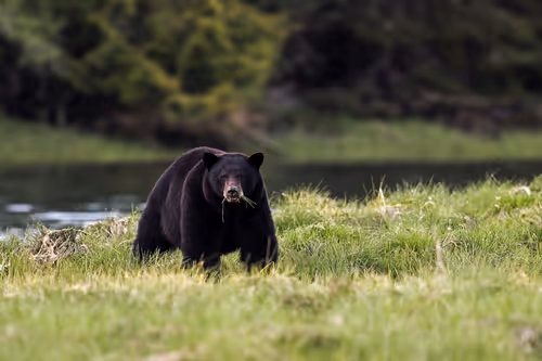 Item #35061641611689379192582426000643875559766385967615314722725717892163501555713 Media