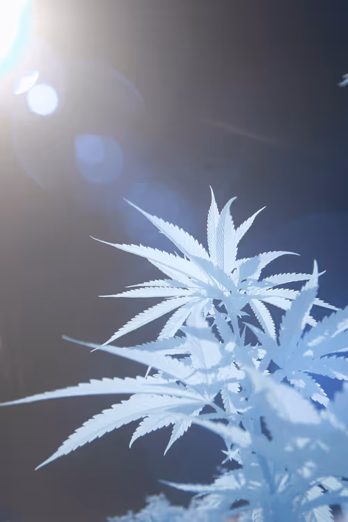 Item #84630877256389803822544637333020280854396826404545033634090050544348296118273 Media