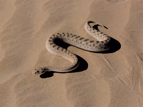 Item #32280227684796633281509489685107784796052920964773961429317660113489918689281 Media