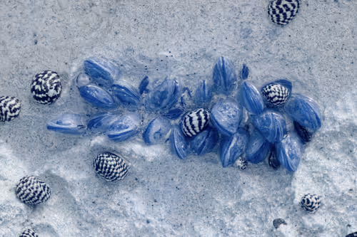 Item #84630877256389803822544637333020280854396826404545033634090050522358063562753 Media