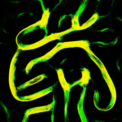 Item #51929734946411346289540790635765095060363125039145709683616697095784566358017 Media