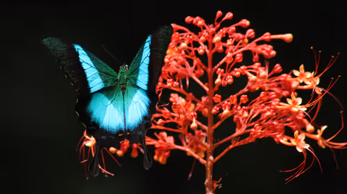 Item #102561797867931923211566826687344037495511031349577863816331597002554596130817 Media