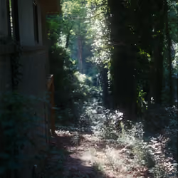 Back Yard Dreamscape