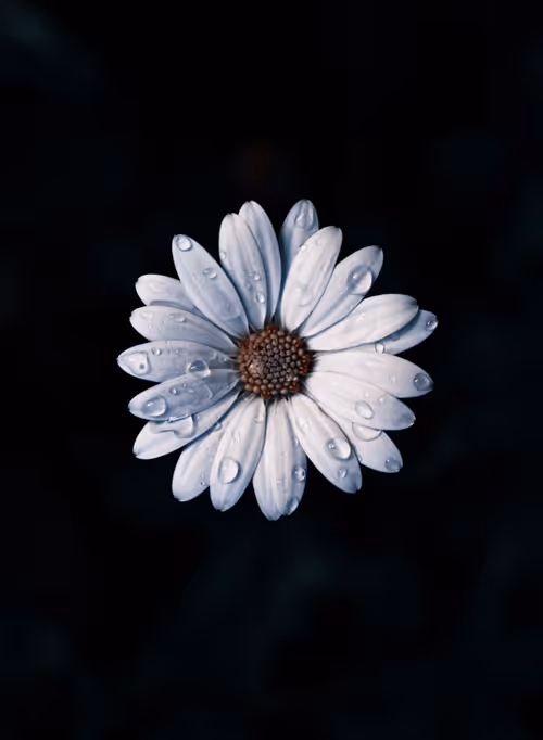 Item #103066555971611021134149055345018438449666255846358212838134356845486757904385 Media