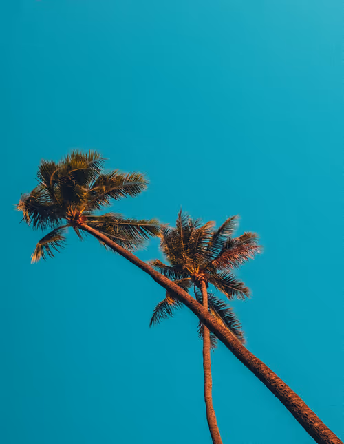 Item #35557780727049604459658880725917592814256363748111026780455796774996289781761 Media