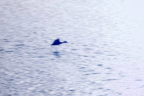 Item #84630877256389803822544637333020280854396826404545033634090050547646831001601 Media