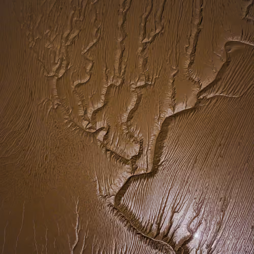 Sand Tree