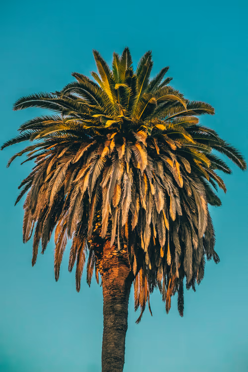 Item #35557780727049604459658880725917592814256363748111026780455796860758196748289 Media