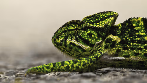 Item #102561797867931923211566826687344037495511031349577863816331596987161433341953 Media