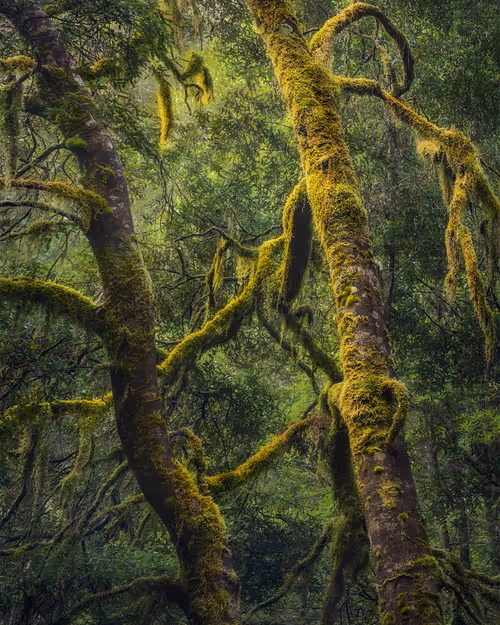 Item #112241139933589088795661151874445265147488650533013612432304602891335174717441 Media