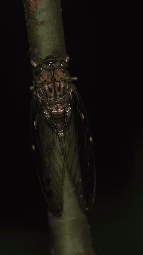 Item #102561797867931923211566826687344037495511031349577863816331596992658991480833 Media