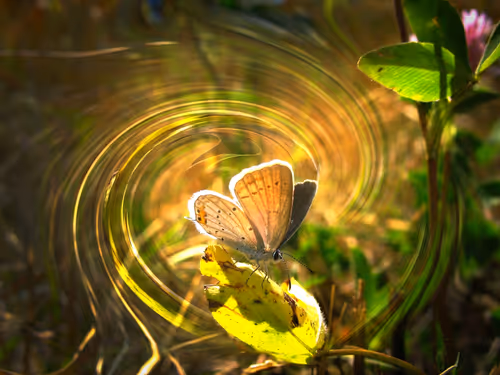 Item #41234467352345795987762093043461783770169044138766201577467704818748056666113 Media