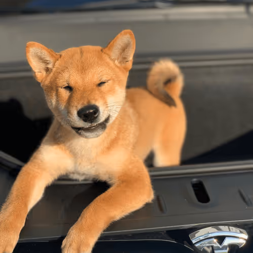 4583203688154496710464576617550160289260541301864270714739251204351380684801