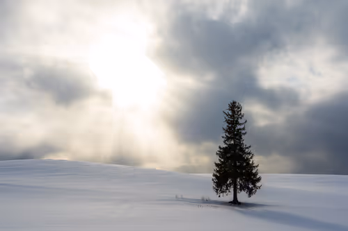 Item #91415380203241844243930253381932597424239904292150329599629413004145208591563 Media