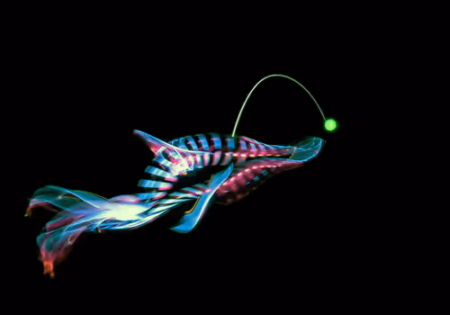 Item #114520185407821149204581307009181391760561859440781731159450127373714690408449 Media