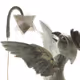 Eternal Bird
