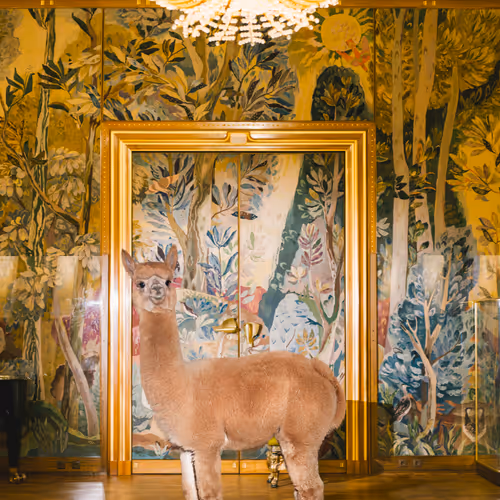 Alpacas V2