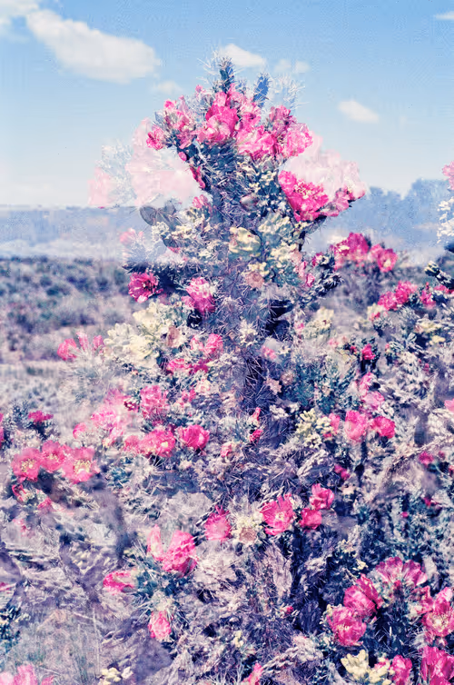 Item #1701411834604692317316873037158841057315 Media