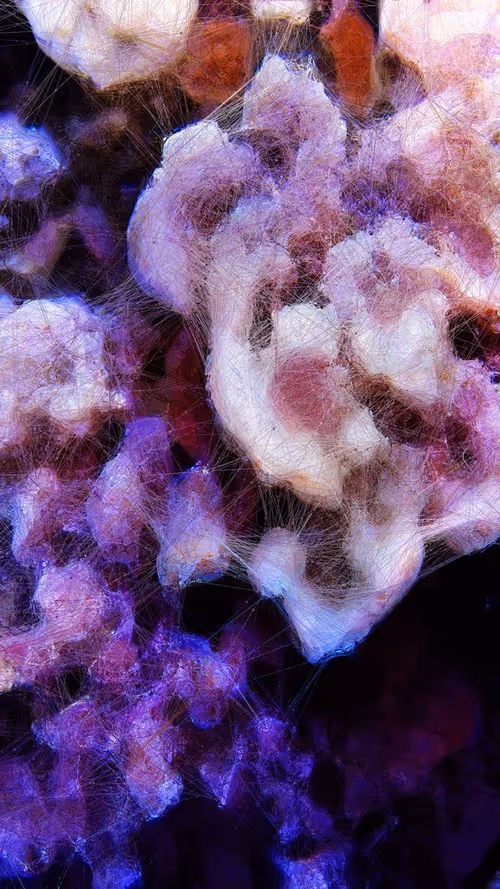 Item #73000052 Media