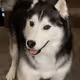 Huskerino
