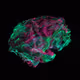 AWECosmic-Brain