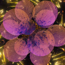 Cosmic Bloom #1065