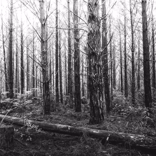My World in BW