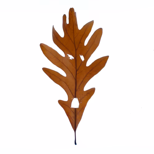 Angry Leaves