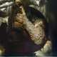 Battle-hardened Warrior [SE]