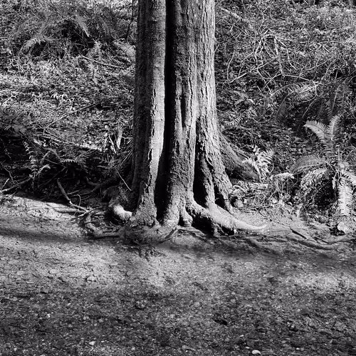 The Forest
