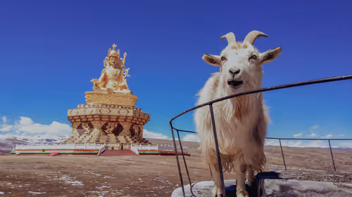 Item #41600090006 Media