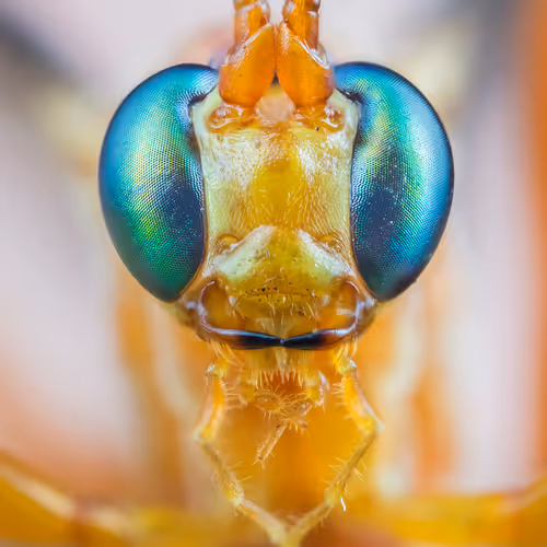 THE ICHNEUMON WASP: MATT DOOGUE