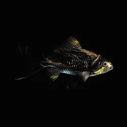 CryptoFish #5562