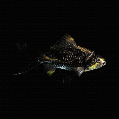 CryptoFish #5562